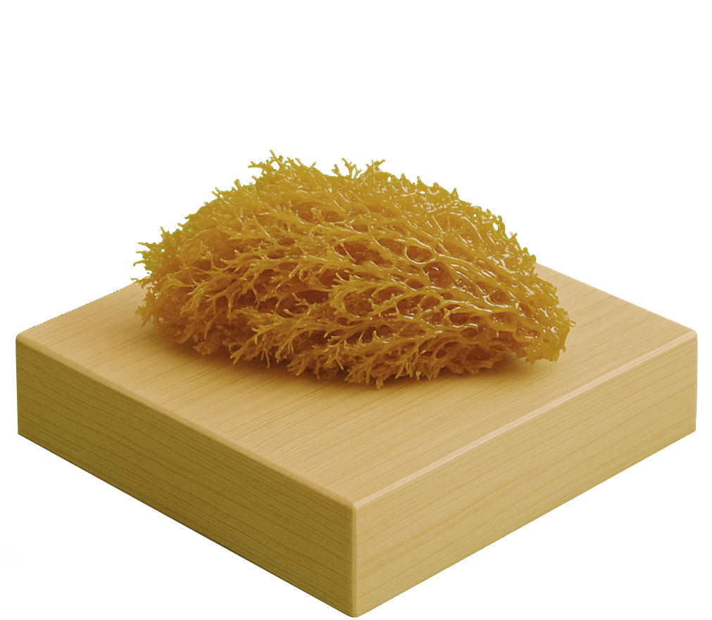 Sea Moss Drying